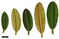 SpeciesSub: var. hemidartum 